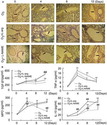 Nitric Oxide Synthase Activity Correlates with OGG1 in Ozone-Induced Lung Injury Animal Models